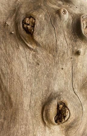 Stock Photo - background of old tree trunk in closeupの写真素材