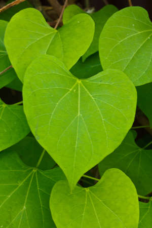 Stock Photo -green wet leaves isolated on white backgroundの写真素材