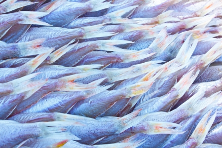 Stock Photo - traditional preparation of preserved through immersion on brine