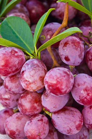 Closeup of ripe red grapes