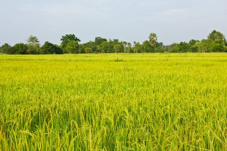 Stock Photo - rice in the fieldの写真素材