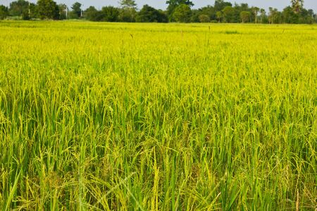 Stock Photo - rice in the fieldの写真素材