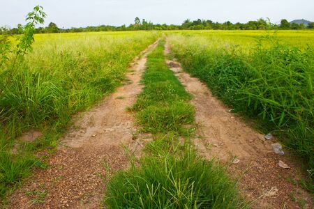 Stock Photo - road and field in countryside of thailandの写真素材