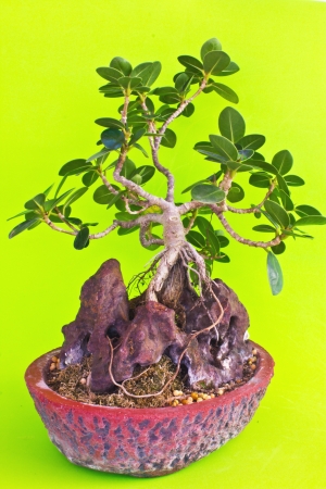  bonsai tree on stone with green backgroundの写真素材