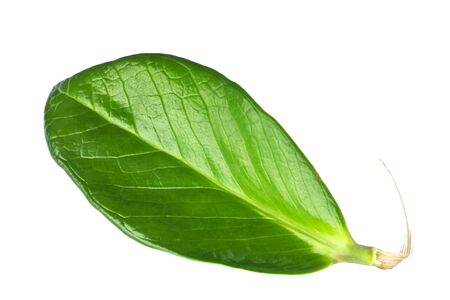 Stock Photo - Natural shaped leavesの写真素材