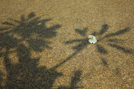Stock Photo - Three  shadowの写真素材