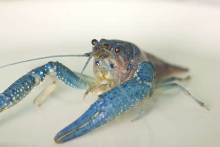 Stock Photo - colorful crayfish on the plate on white background close-upの写真素材