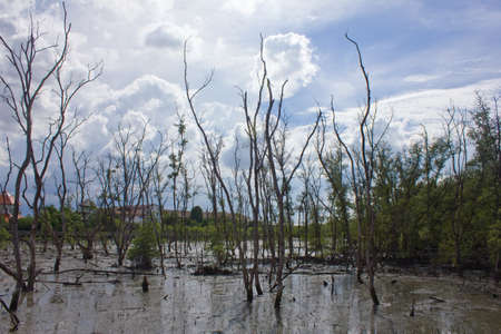 Stock Photo - Dead tree with blue sky