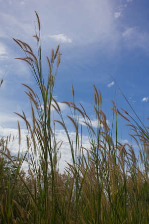 Stock Photo - grasses on the blue sky texture background.