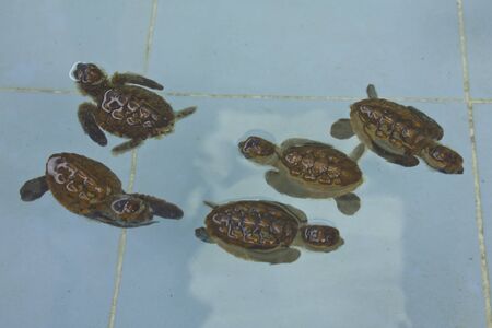 Newborn baby sea turtles