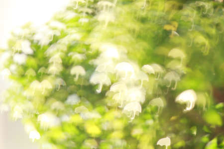 
 bokeh Umbrella background abstract macro