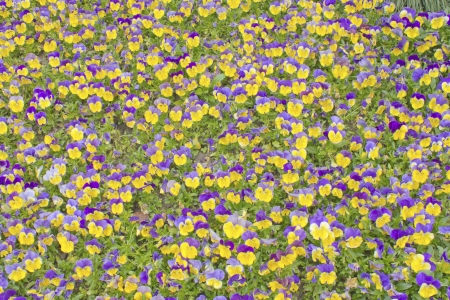 Stock Photo - beautiful red, purple, pretty, plant, pink,Yellow, white, flowerの写真素材