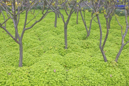 Stock Photo - green grass backgroundの写真素材