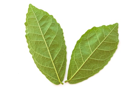 Natural green leaves