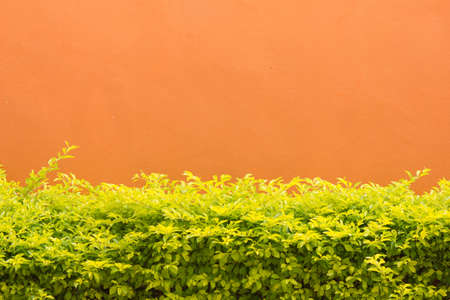 Stock Photo - Cement background with a texture of yellow wallの写真素材