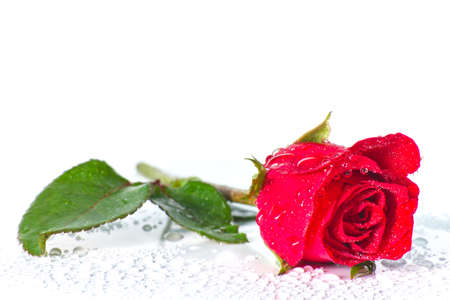 red rose on whiteの写真素材