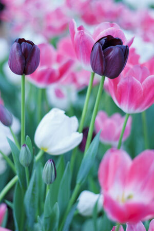 Stock Photo - beautiful  colorful Tulipsの写真素材