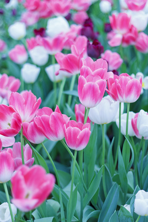Stock Photo - beautiful  colorful Tulipsの写真素材