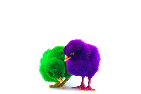 Stock Photo - Colorful cute little baby chicken against white backgroundの写真素材
