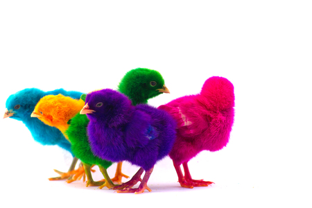 Stock Photo - Colorful cute little baby chicken against white backgroundの写真素材