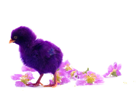 Stock Photo - Cute little baby chicken against white background
