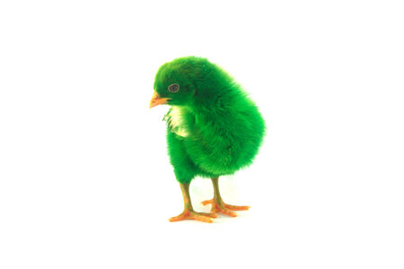 Colorful cute little baby chicken isolated on white の写真素材