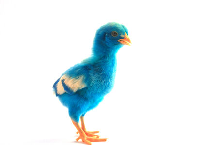 Stock Photo - colorful cute little baby chicken on white backgroundの写真素材