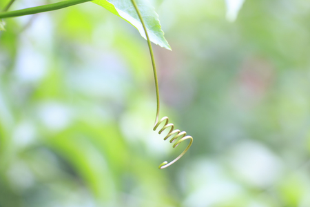 green hand of ivy gourd Stock Photoの写真素材