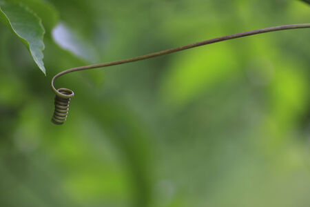 green hand of ivy gourd Stock Photoの写真素材