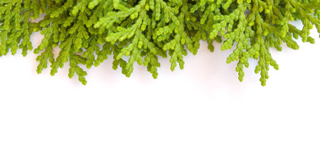 Pine tree branch isolated on white backgrond. Stock Photoの写真素材