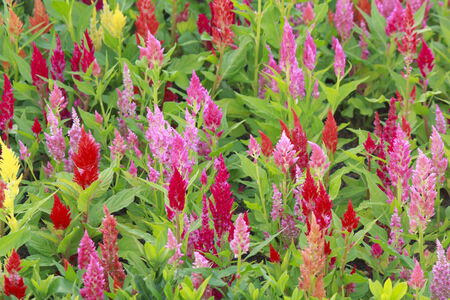 Colorful Of Cockscomb Flower stock photoの写真素材