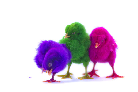 colorful of Cute Chicks isolated in white の写真素材