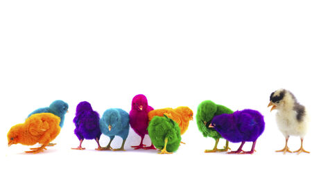 colourful chicks on white background Stock Imageの写真素材