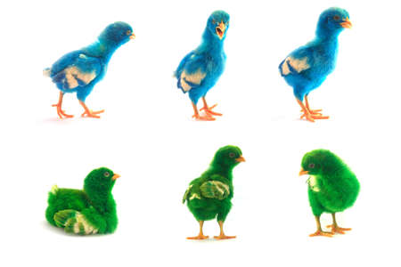 colourful chicks on white background の写真素材