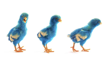 colourful chicks on white background の写真素材