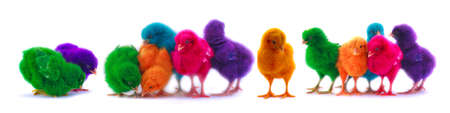 colourful chicks on white background の写真素材