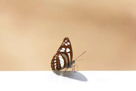 Black beautiful butterfly on a table Stock Photoの写真素材
