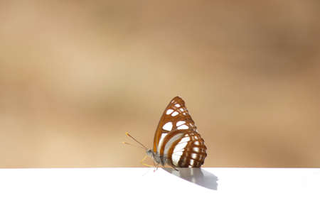Black beautiful butterfly on a table Stock Photoの写真素材