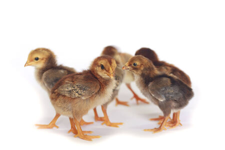 GROUP baby chicken isolated on whiteの写真素材