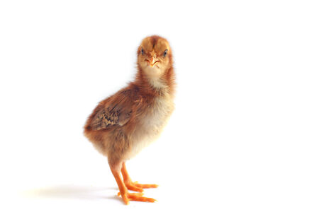 One baby chicken isolated on whiteの写真素材