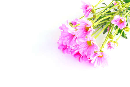 Spring chrysanthemumsの写真素材