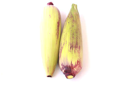 Colorful corn on white background