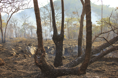 An area of burnt out forrest smoulders after a bushfireの写真素材