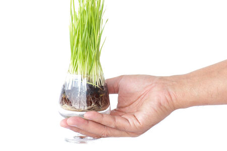 growth of the grassの写真素材