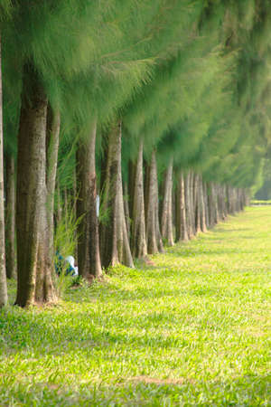 Rows of pine trees planted for harvest.の写真素材