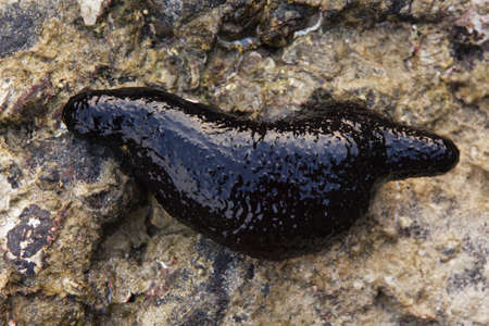 black sea cucumbers underneath a coral formation on a reef