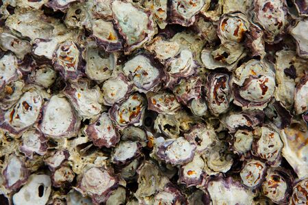 Fossilised Shell in a Stone Wallの写真素材