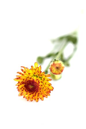 Chrysanthemums flowerの写真素材