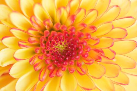 Chrysanthemums flowerの写真素材