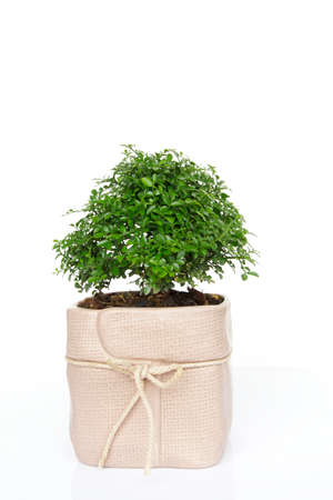 Cactus plants, closeup of photoの写真素材